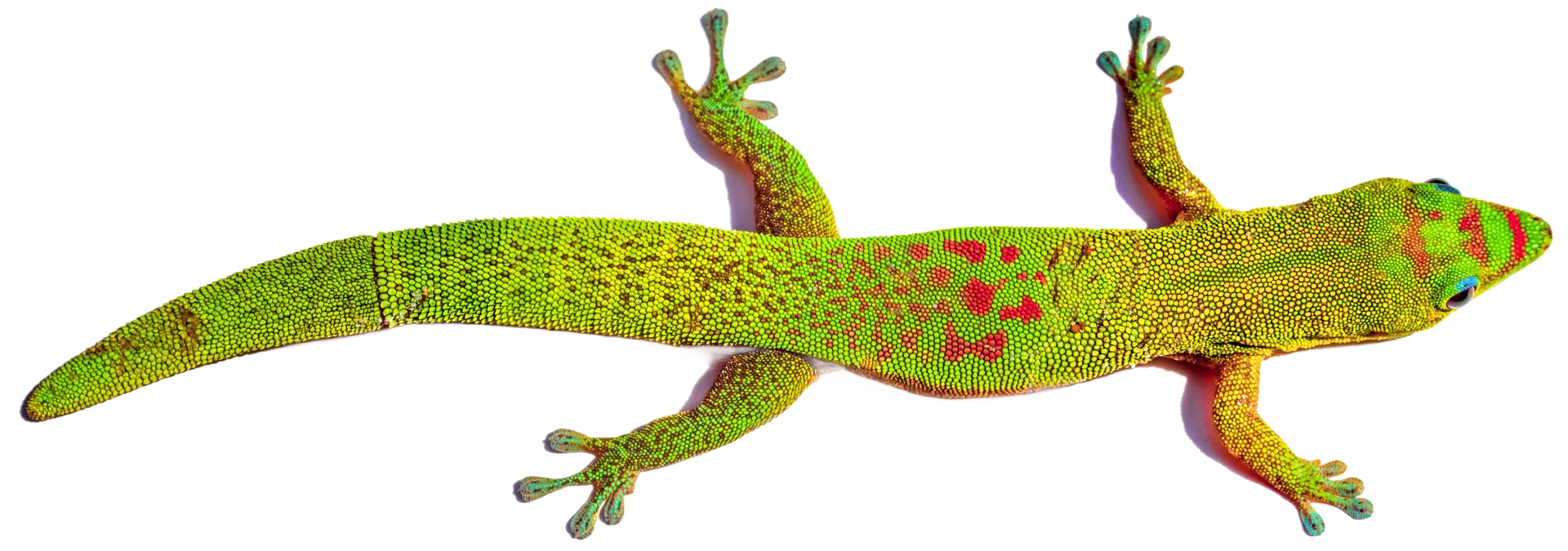 Gecko léopard orange à taches noires, ventre blanc et queue rayée sur fond blanc
