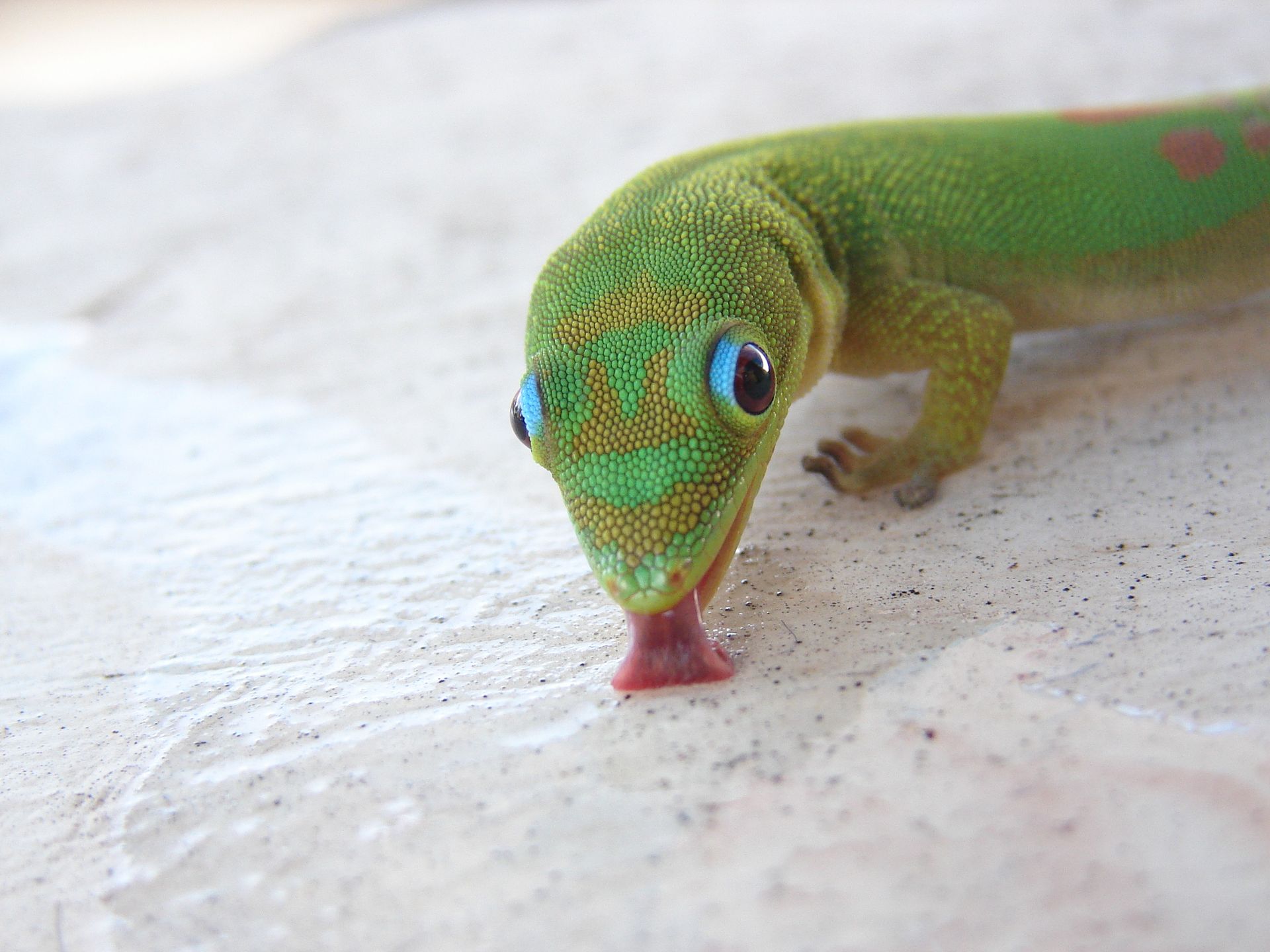 Lézard bleu vif sur une bûche sur fond sombre