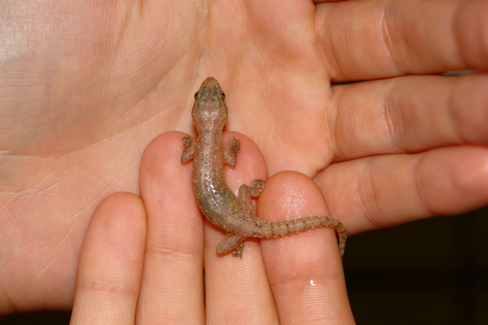 Gros plan d'un gecko léopard jaune et noir sur une branche, avec un fond vert flou.