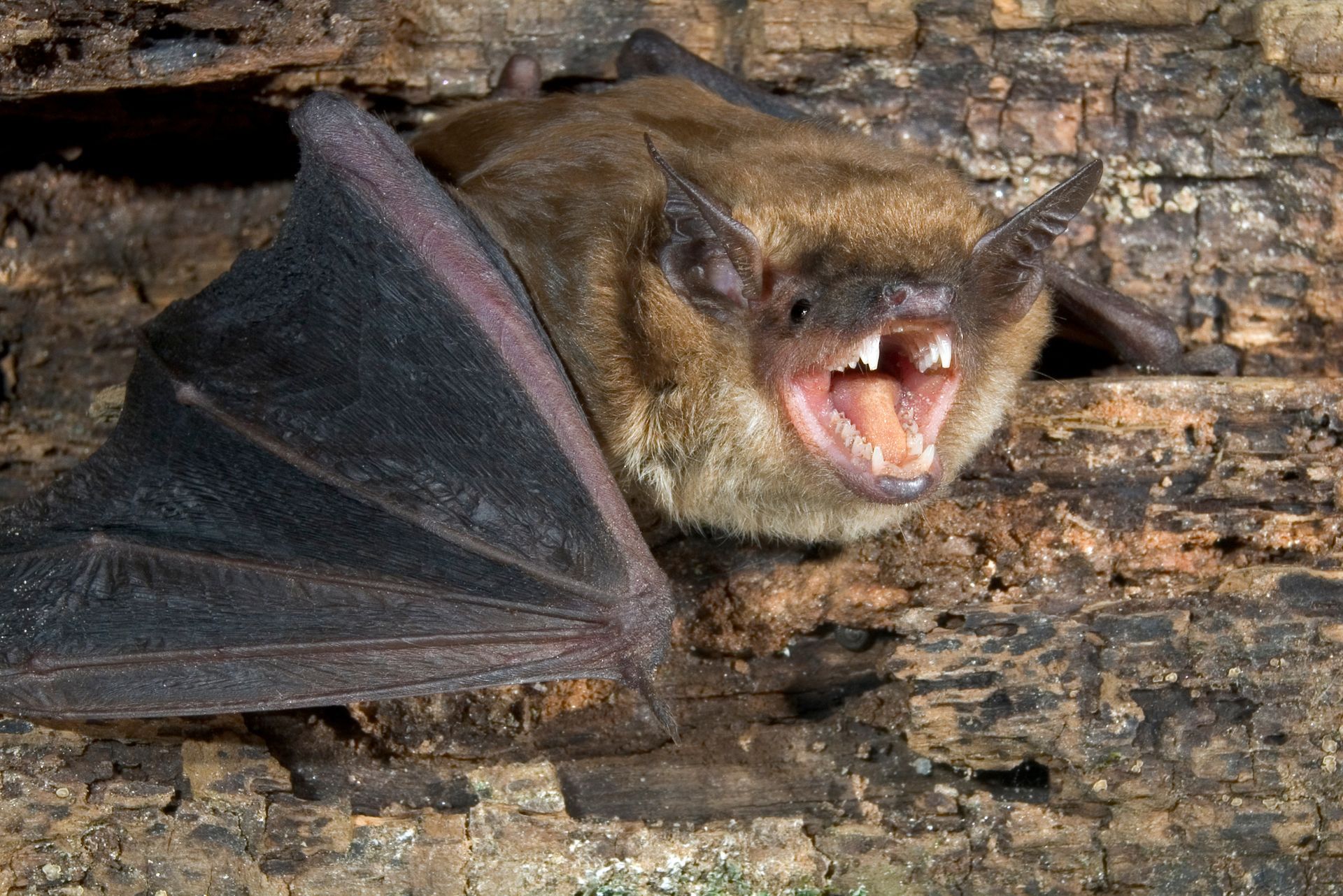 Chauve-souris à la gueule ouverte, agrippée à l'écorce d'un arbre, ailes déployées contre du bois brun et rugueux.