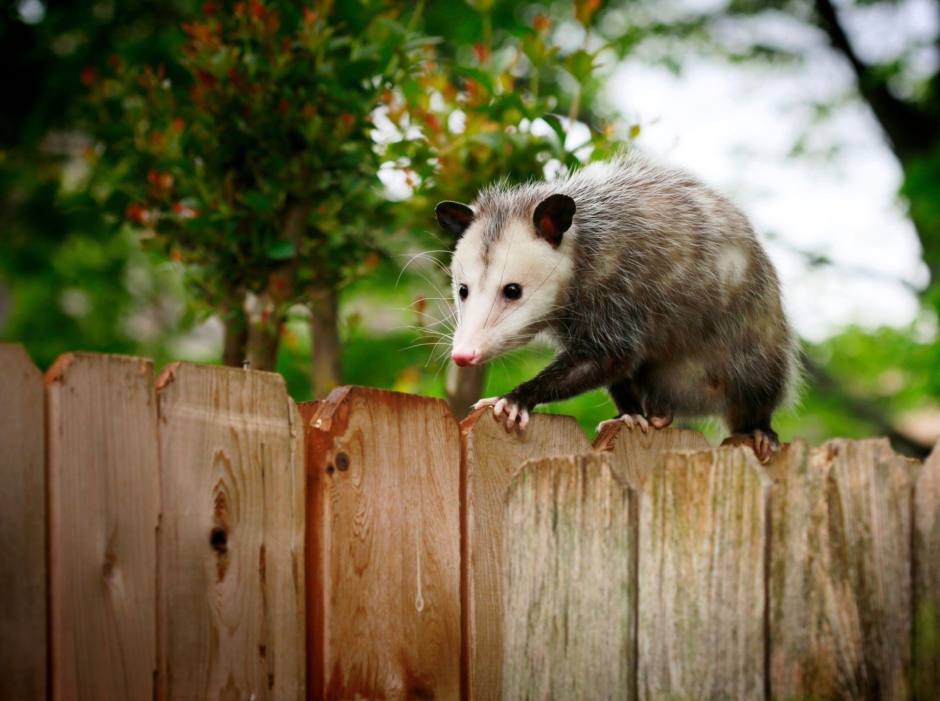 Un opossum perché sur une clôture en bois usée, avec des arbres verts flous en arrière-plan.