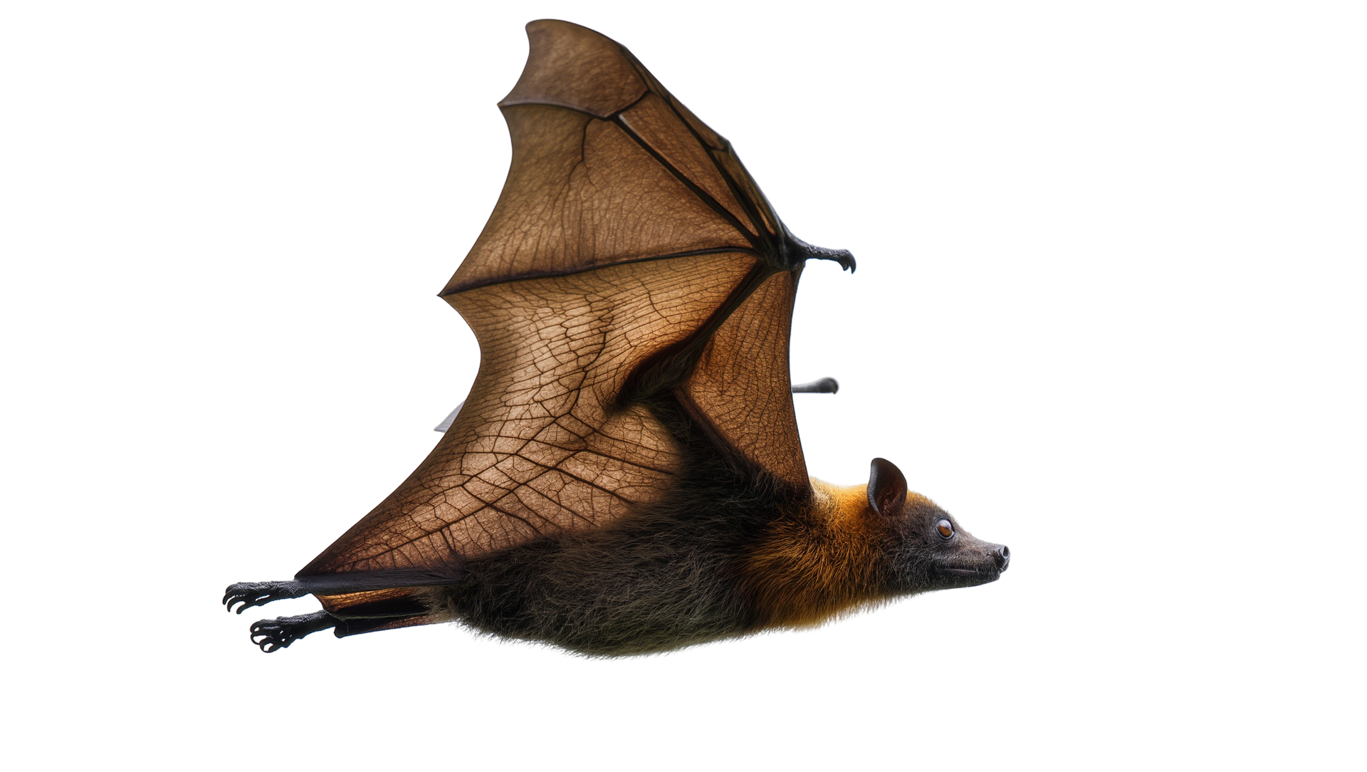 Chauve-souris aux ailes déployées, volant sur fond blanc.
