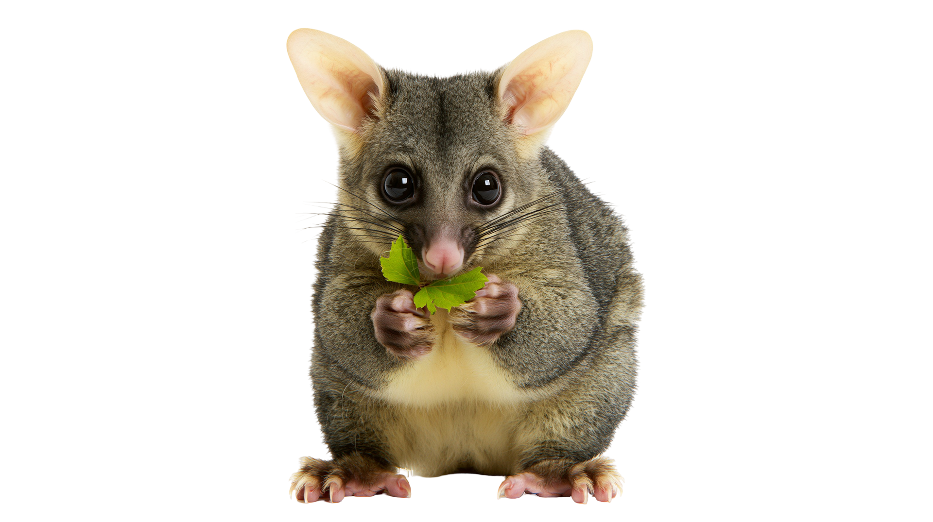 Petit opossum gris tenant et mangeant des feuilles vertes sur fond blanc