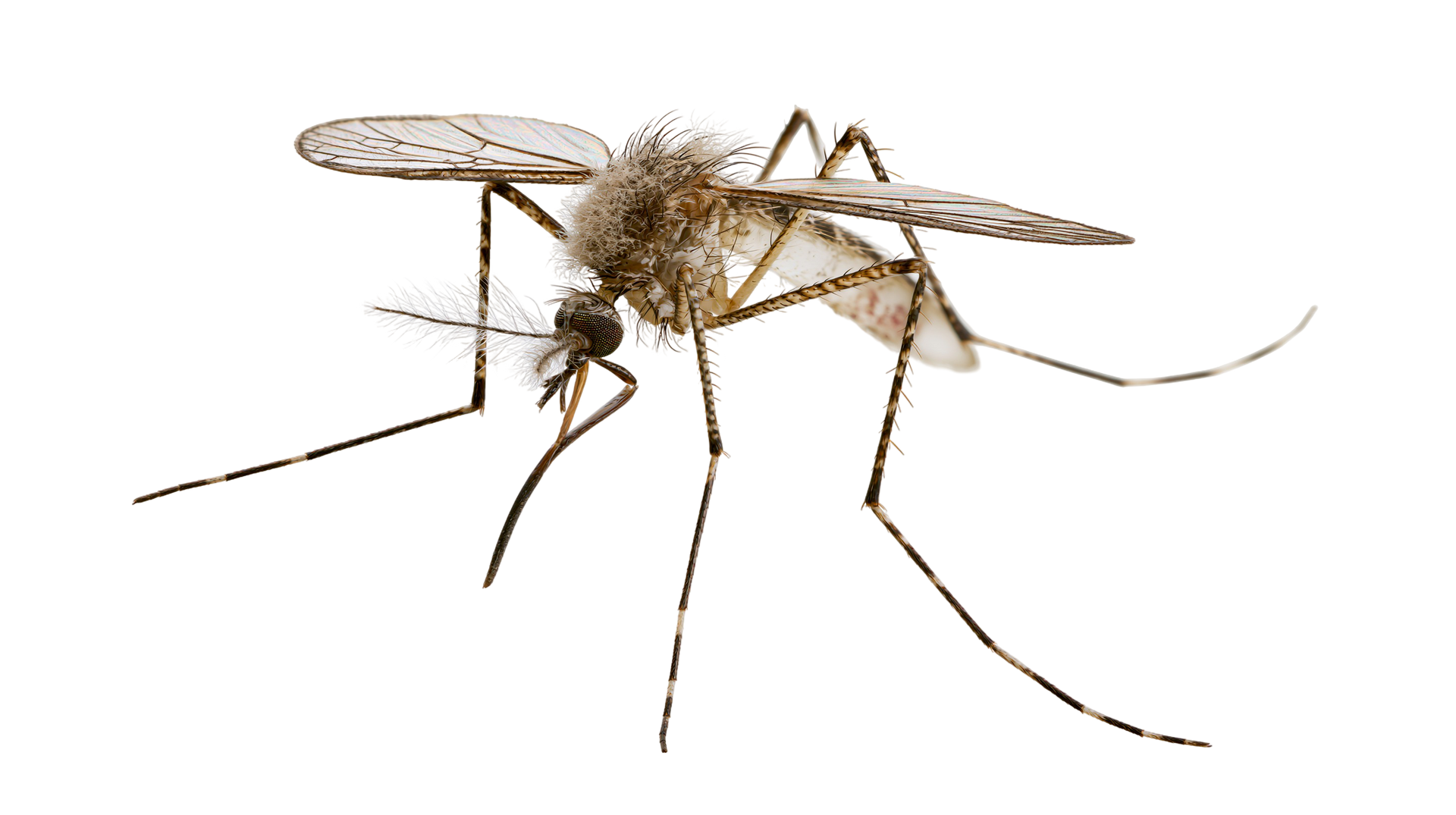 Gros plan d'un moustique aux longues pattes et aux ailes déployées sur fond blanc
