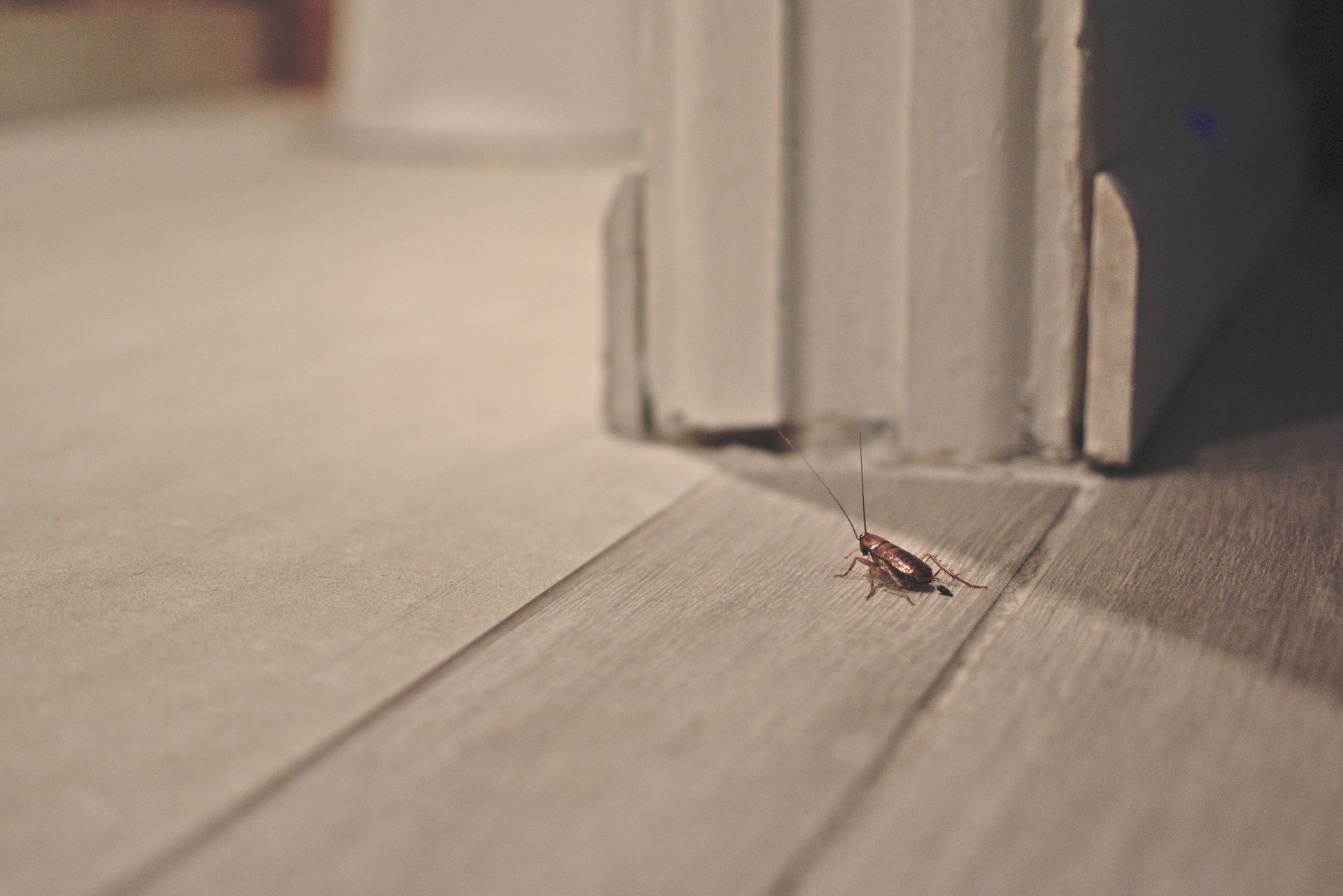 Petit cafard sur un parquet clair, près d'un cadre de porte.
