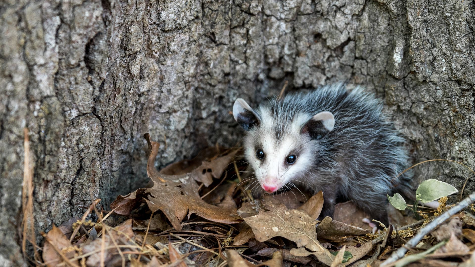 Petit opossum au pelage gris et au nez rose, près d'un tronc d'arbre parmi les feuilles mortes.