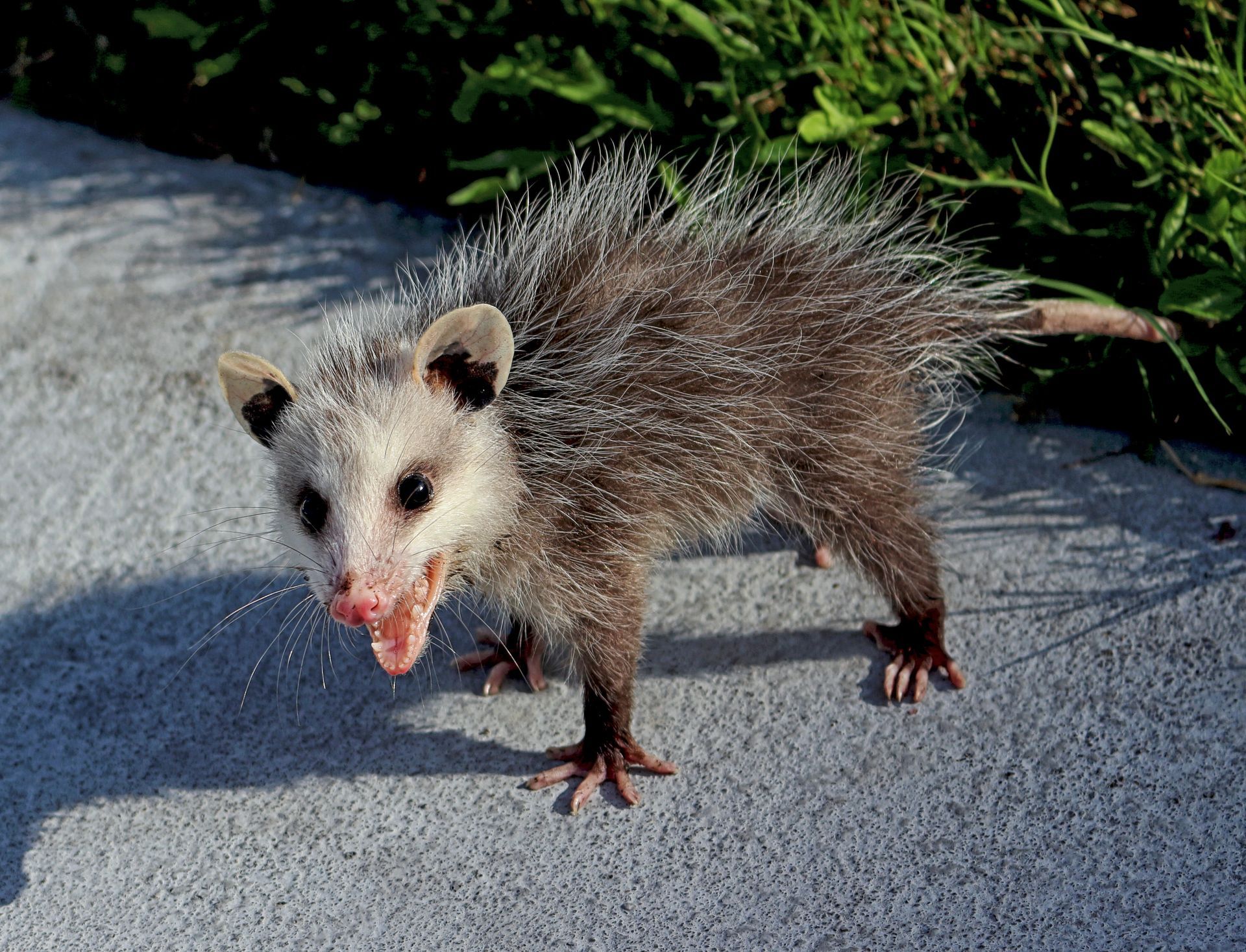 Opossum debout sur le trottoir, la gueule ouverte, pelage gris et queue sombre, la nuit