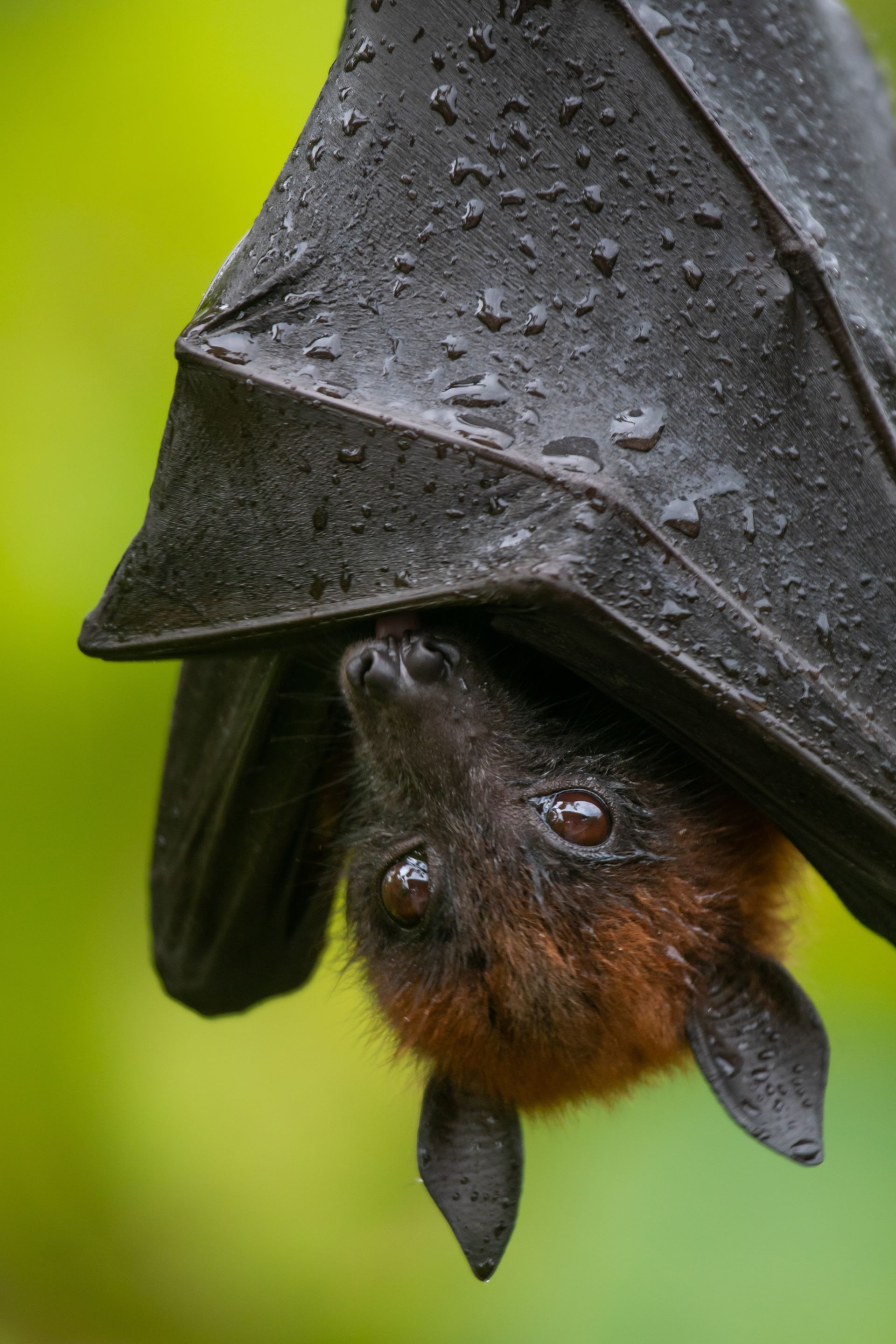 Chauve-souris suspendue la tête en bas recouverte de ses ailes noires sur fond vert flou