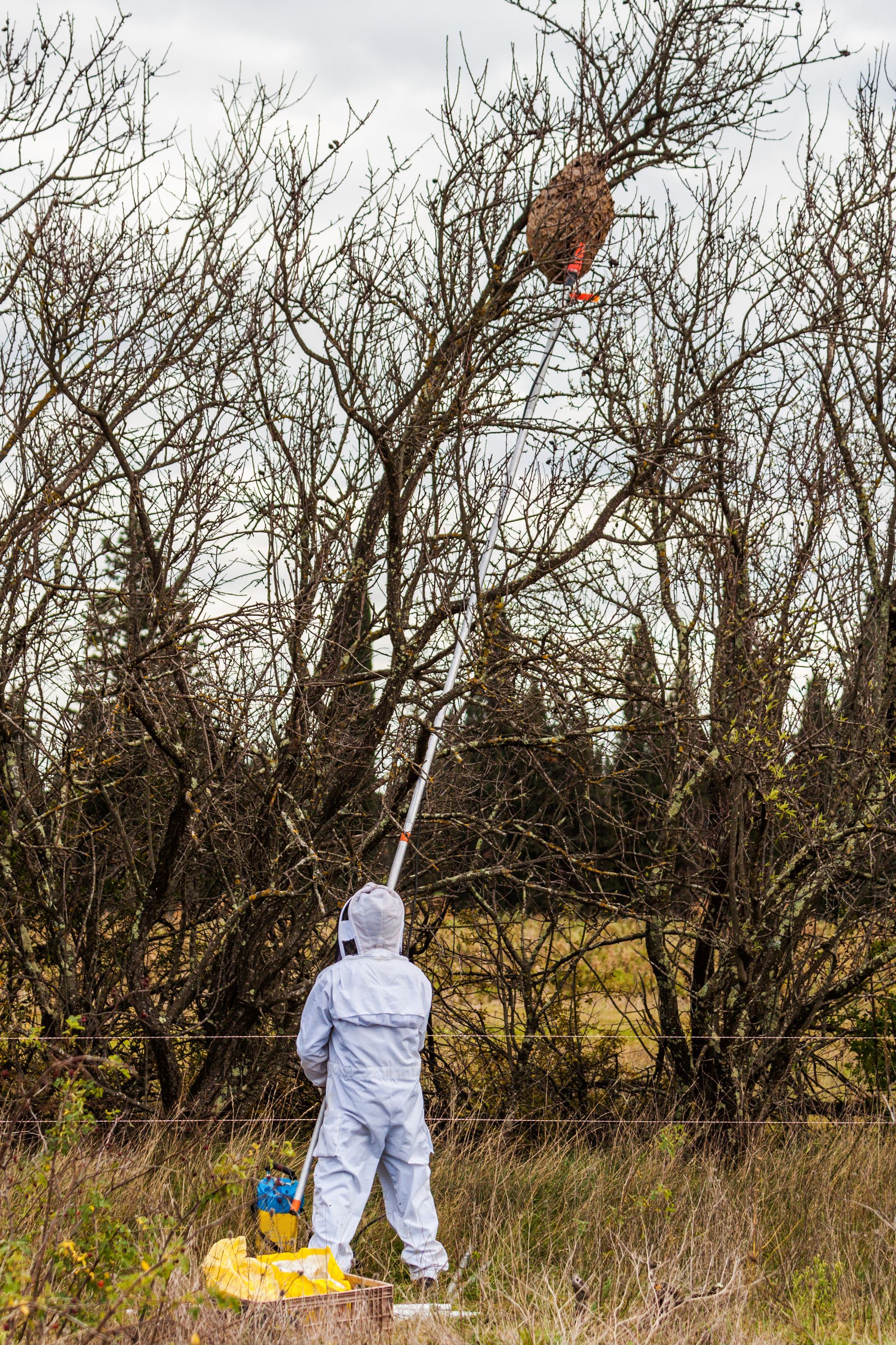 Une personne en combinaison de protection blanche pulvérise du produit sur un grand arbre dans un verger, avec un récipient jaune au sol.