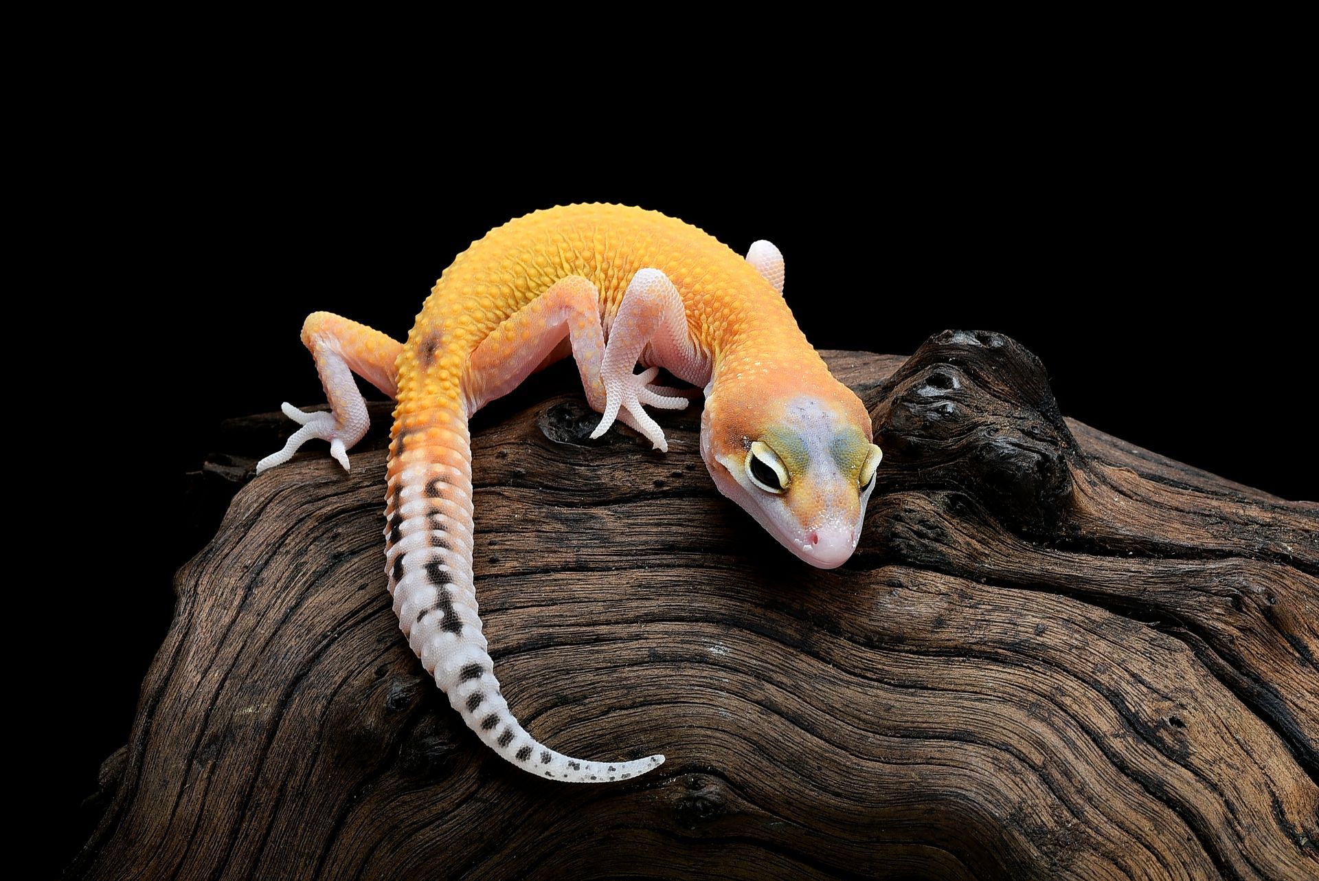 Gecko jaune sur bois sombre, fond noir