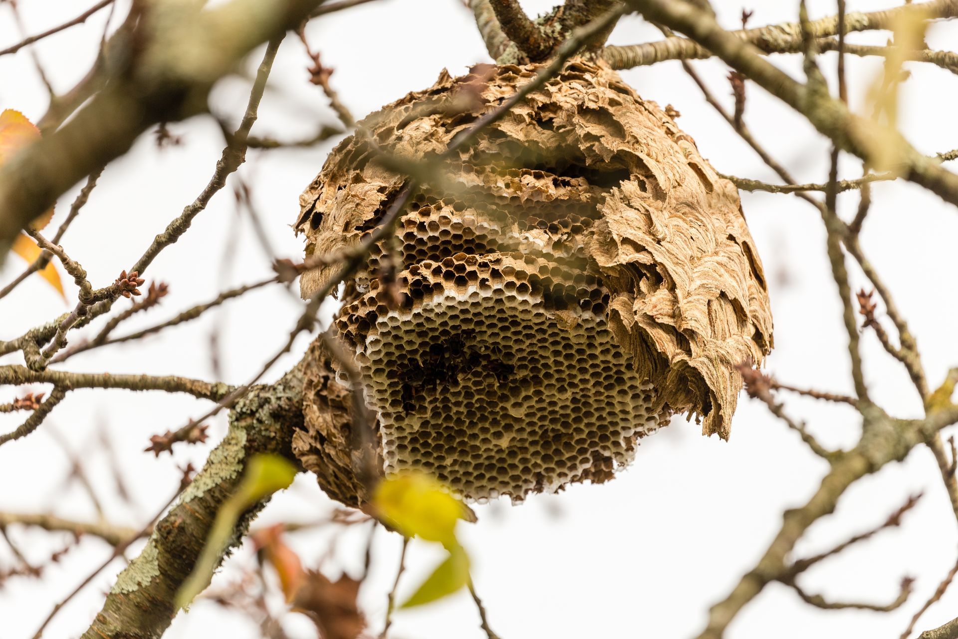 Nid de guêpes suspendu aux branches d'un arbre, avec des alvéoles apparentes