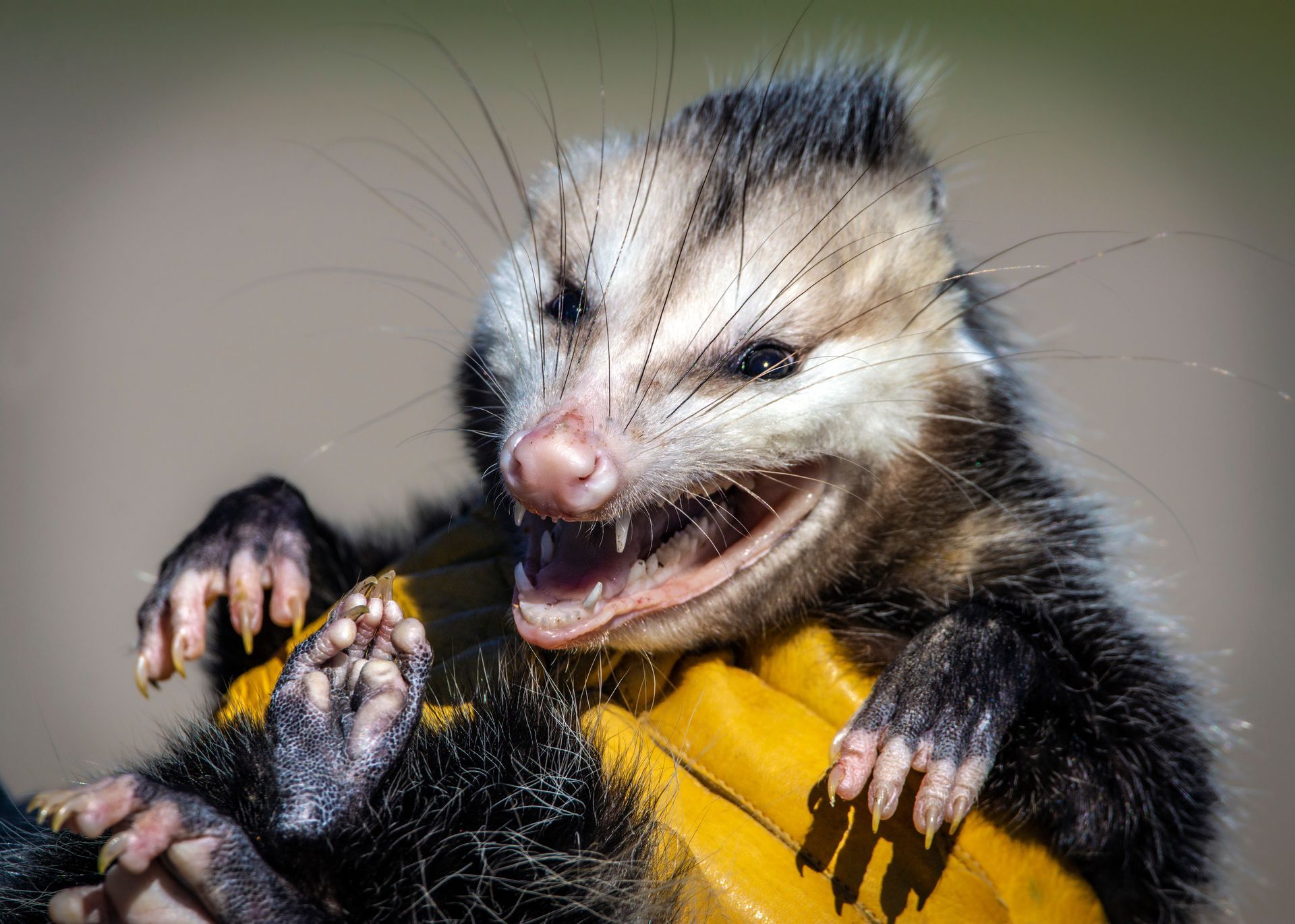 Gros plan d'un petit opossum la gueule ouverte, agrippé par une main dans un gant jaune. 