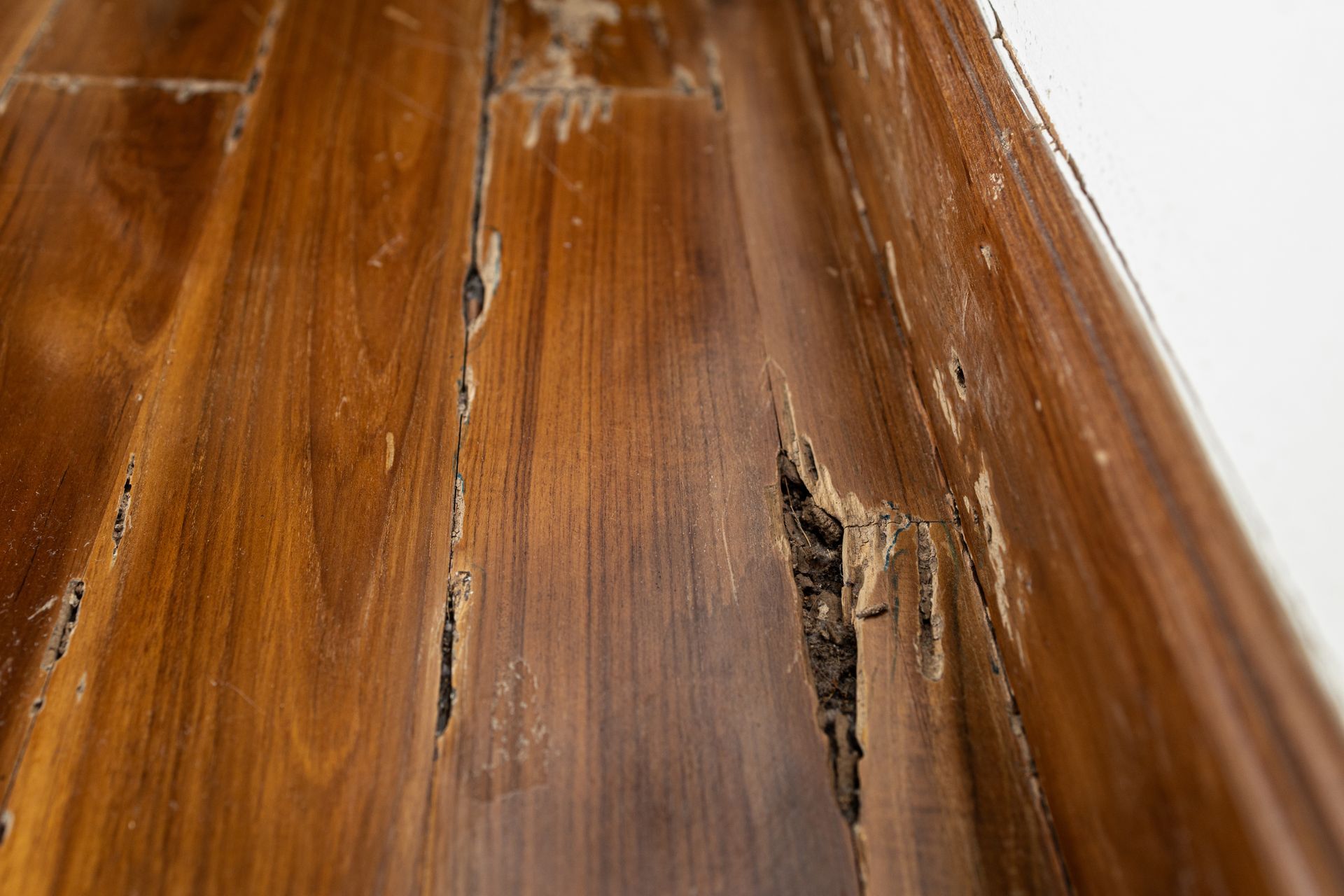 Plancher en bois infesté de termites.