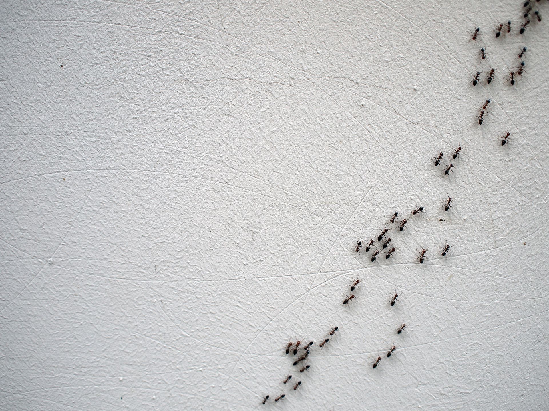 Des fourmis marchant en diagonale sur un mur texturé gris clair