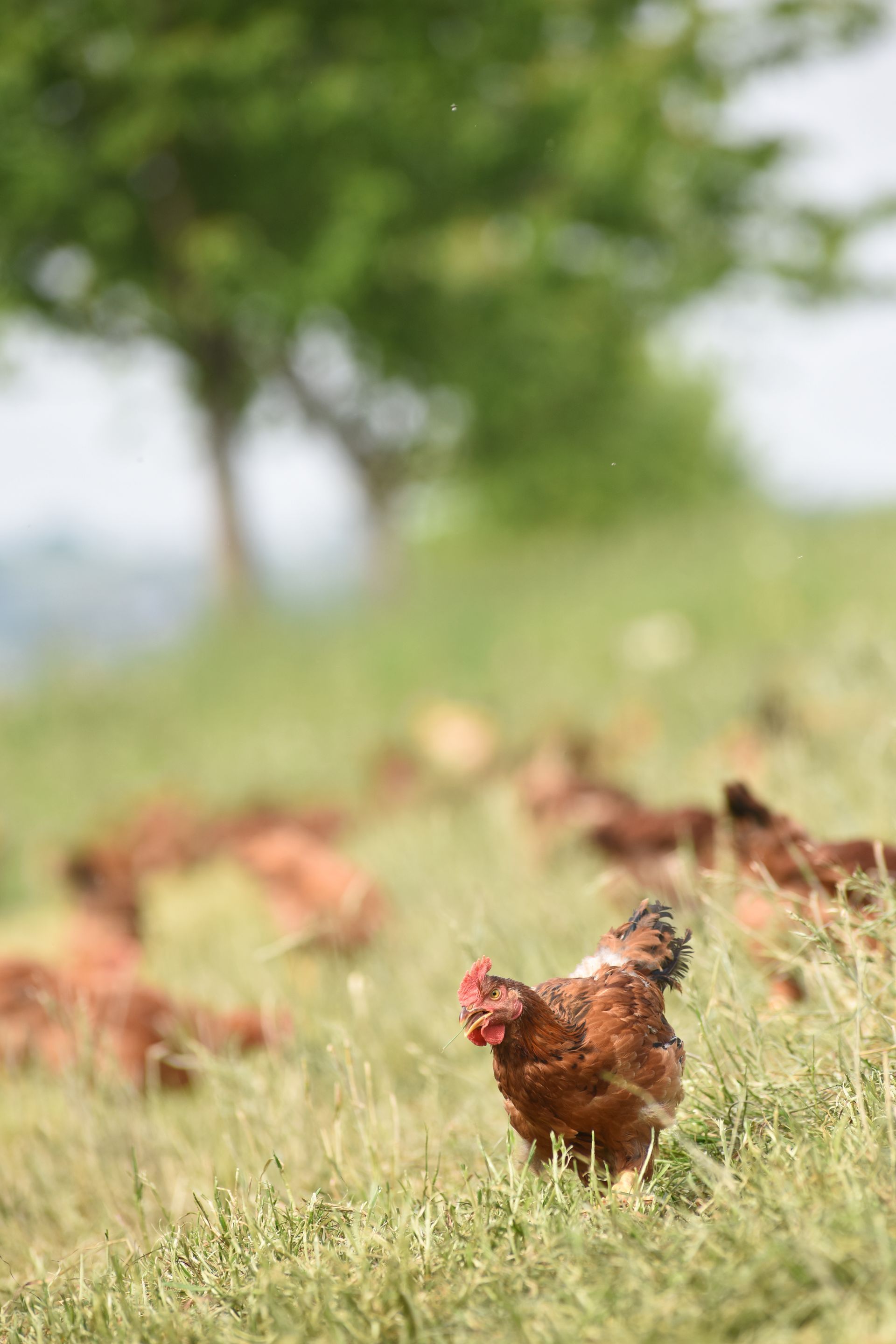 Volailles fermières