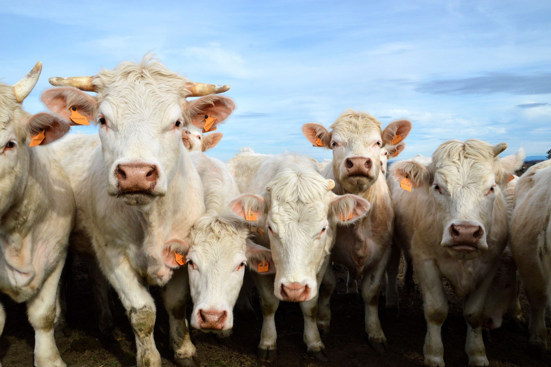 Boeufs blancs
