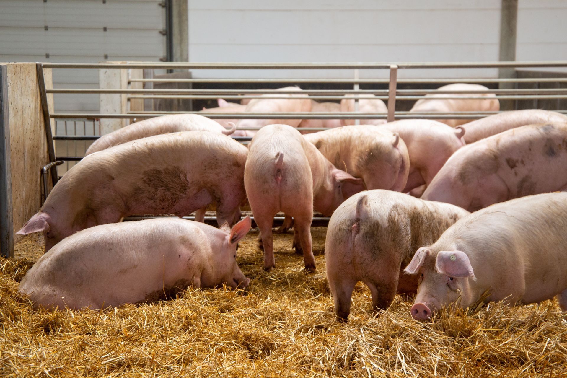 Porc élevage d'Auvergne Rhône Alpes