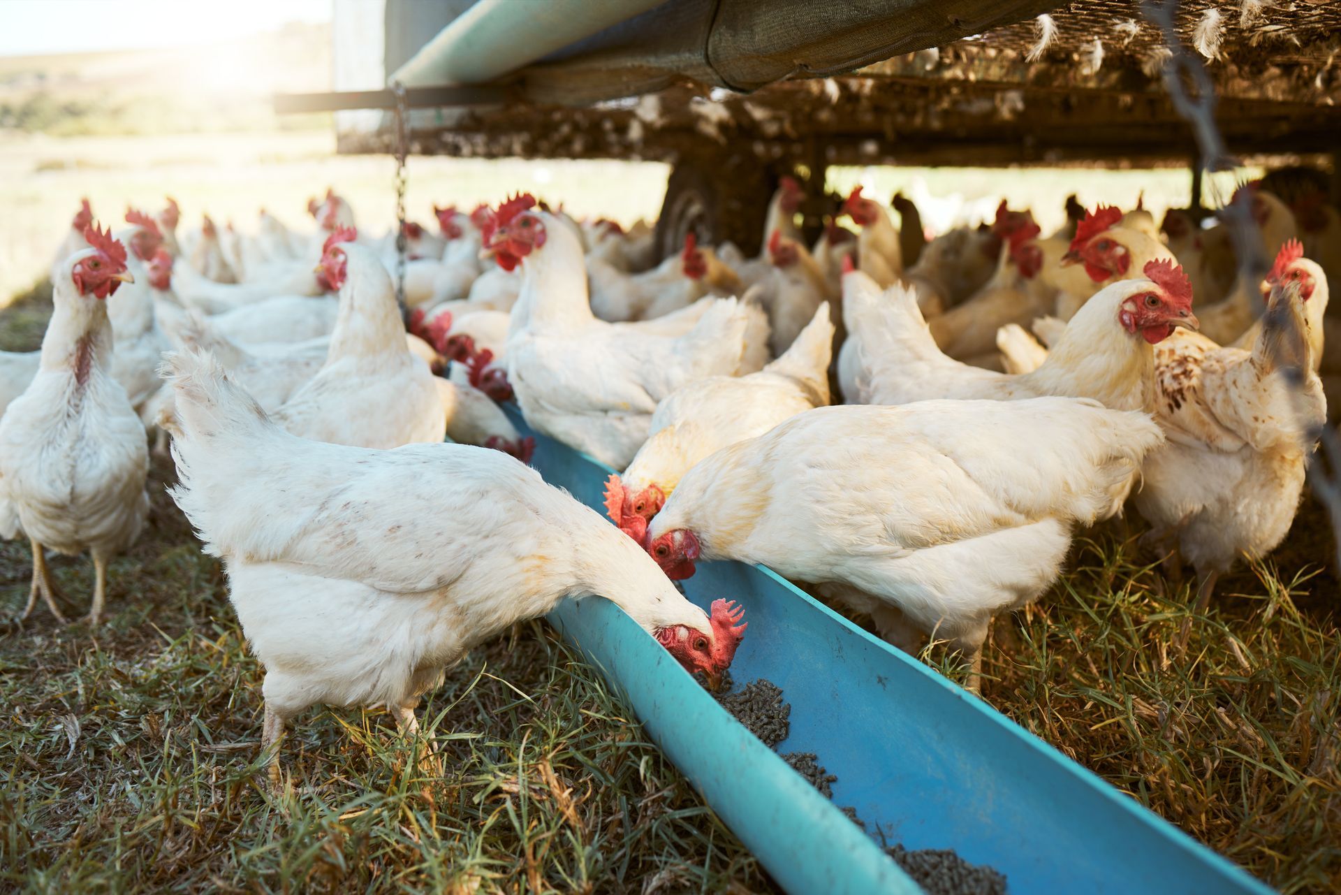 Volailles de ferme