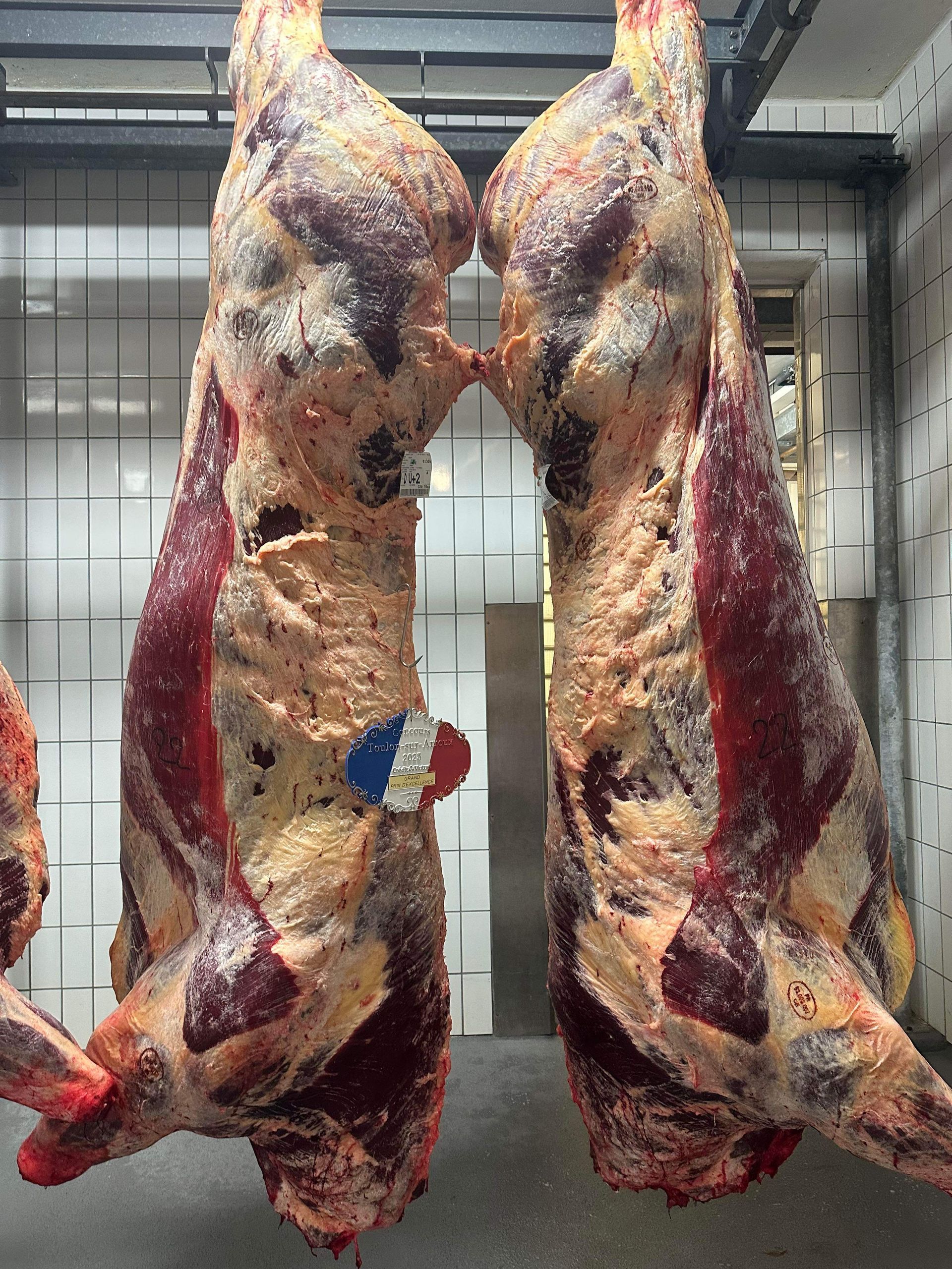 Carcasse boeufs selectionnée