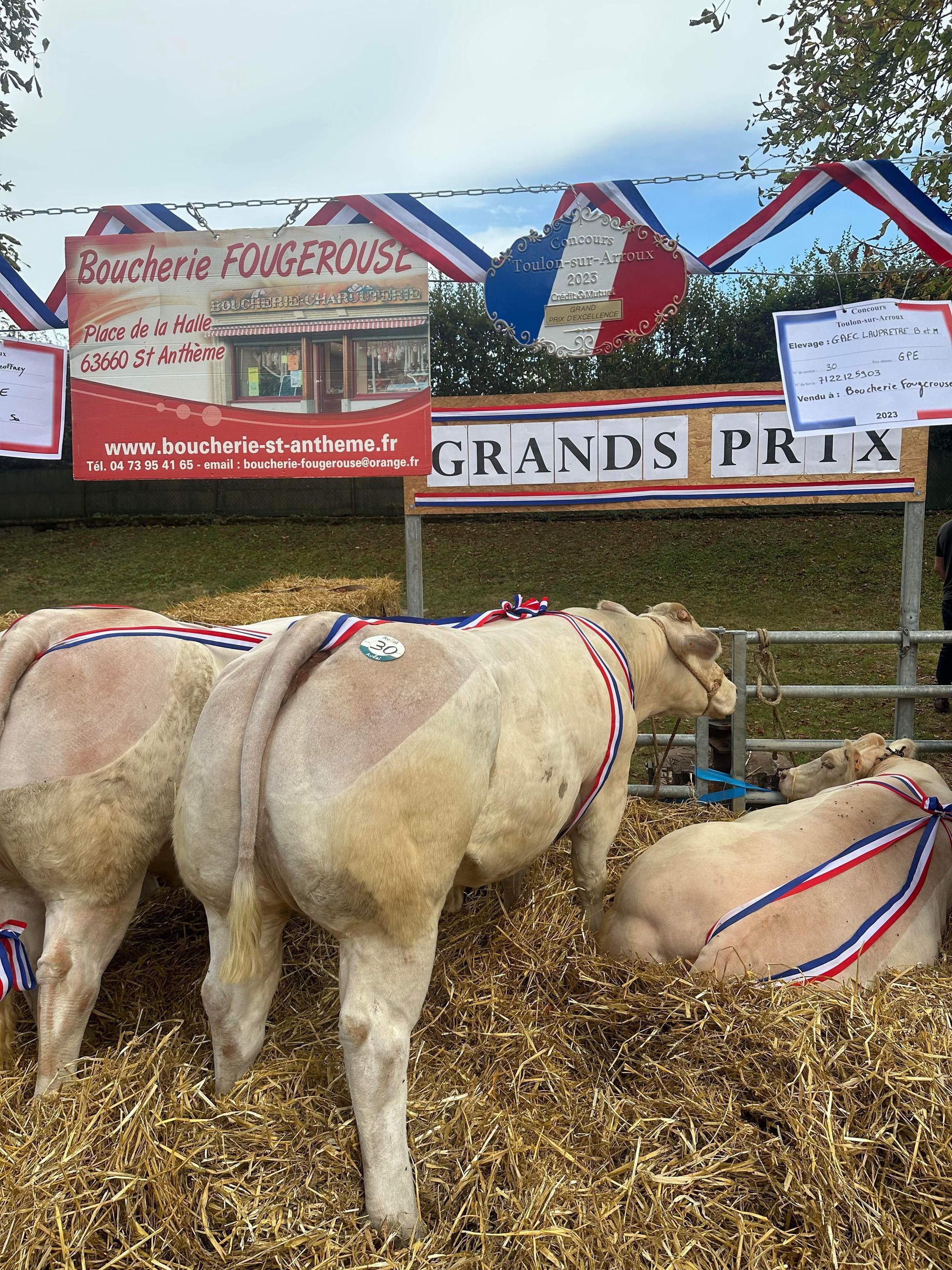 Bœufs de foire