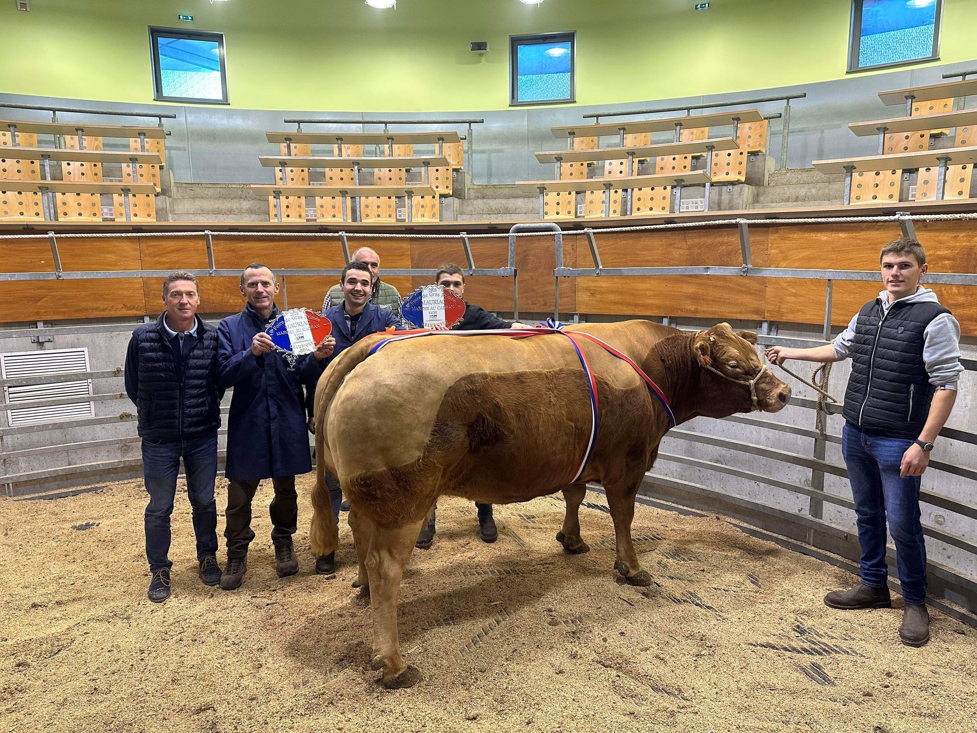 Boeufs pour équarrissage