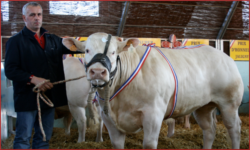 Bœuf sélectionné pour découpe des pièces