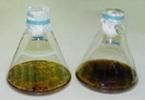 Dos frascos con líquido de color marrón amarillento, uno más claro que el otro.
