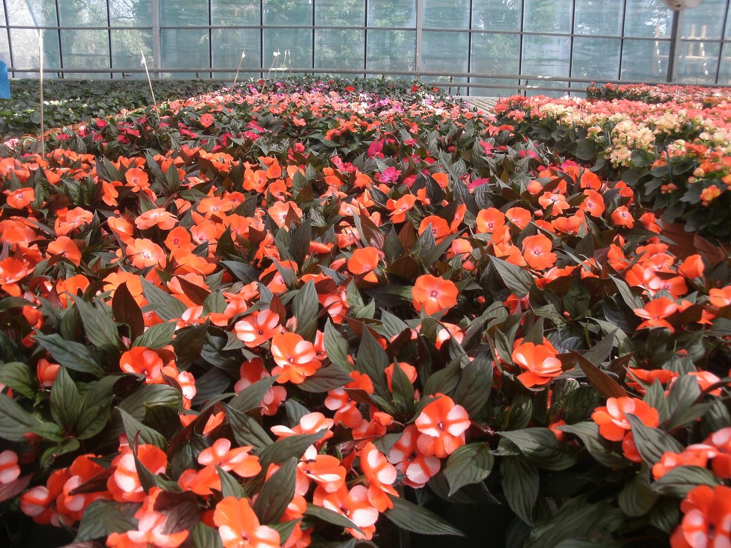 Cassard Viviane Horticulteurs dans la Loire-Atlantique