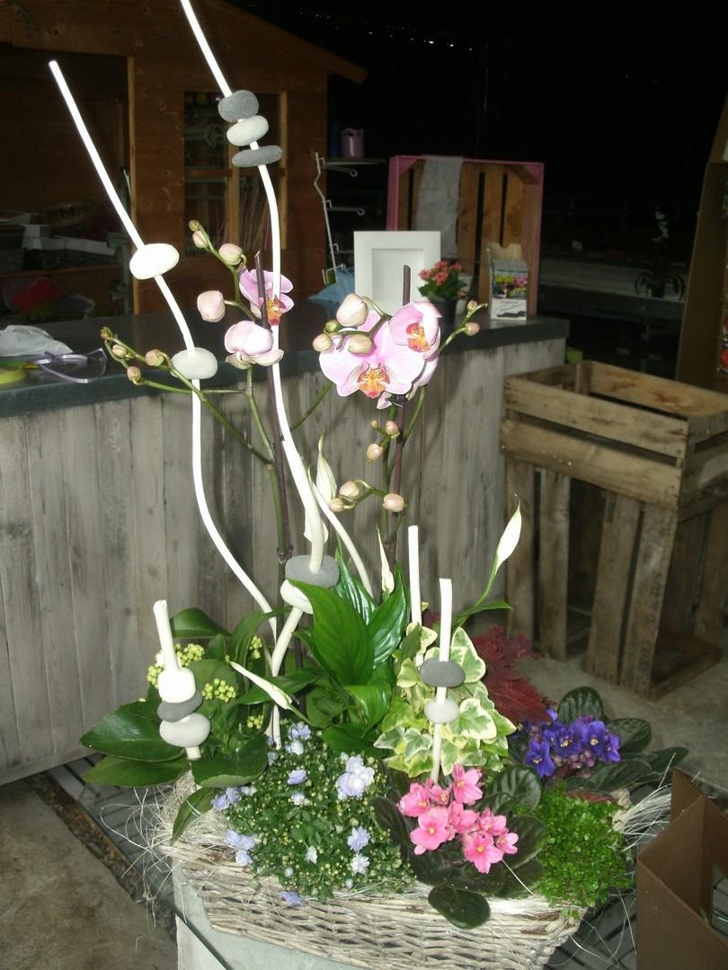 composition de plantes