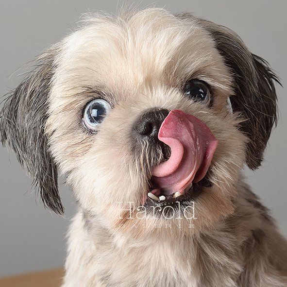 Chien qui tire la langue