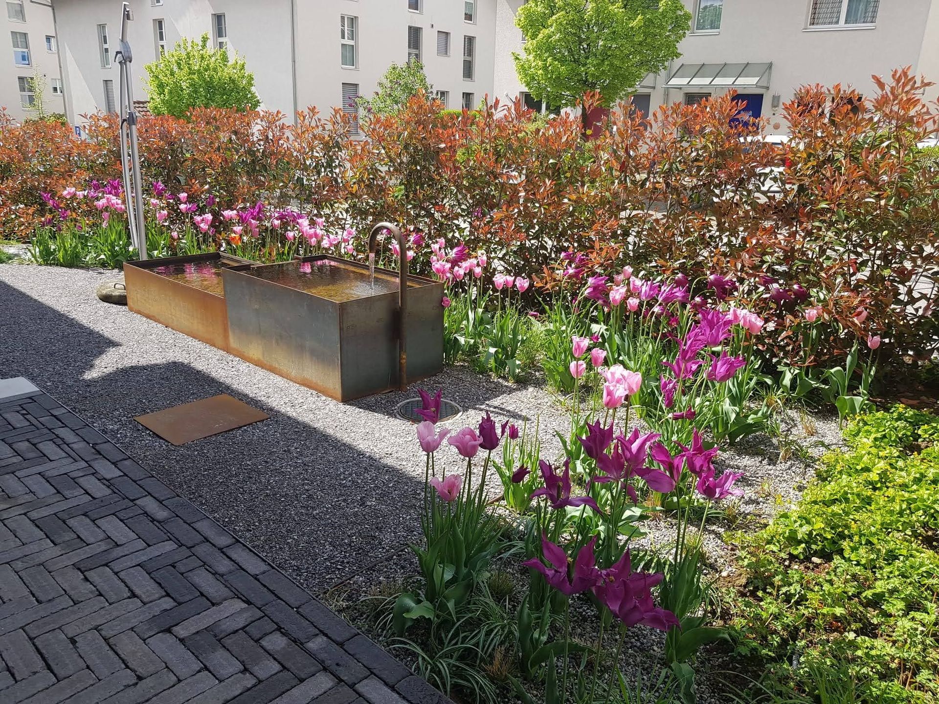 Tinimida, Feldbrunnen - Gerber Gartenbau AG - Lyss