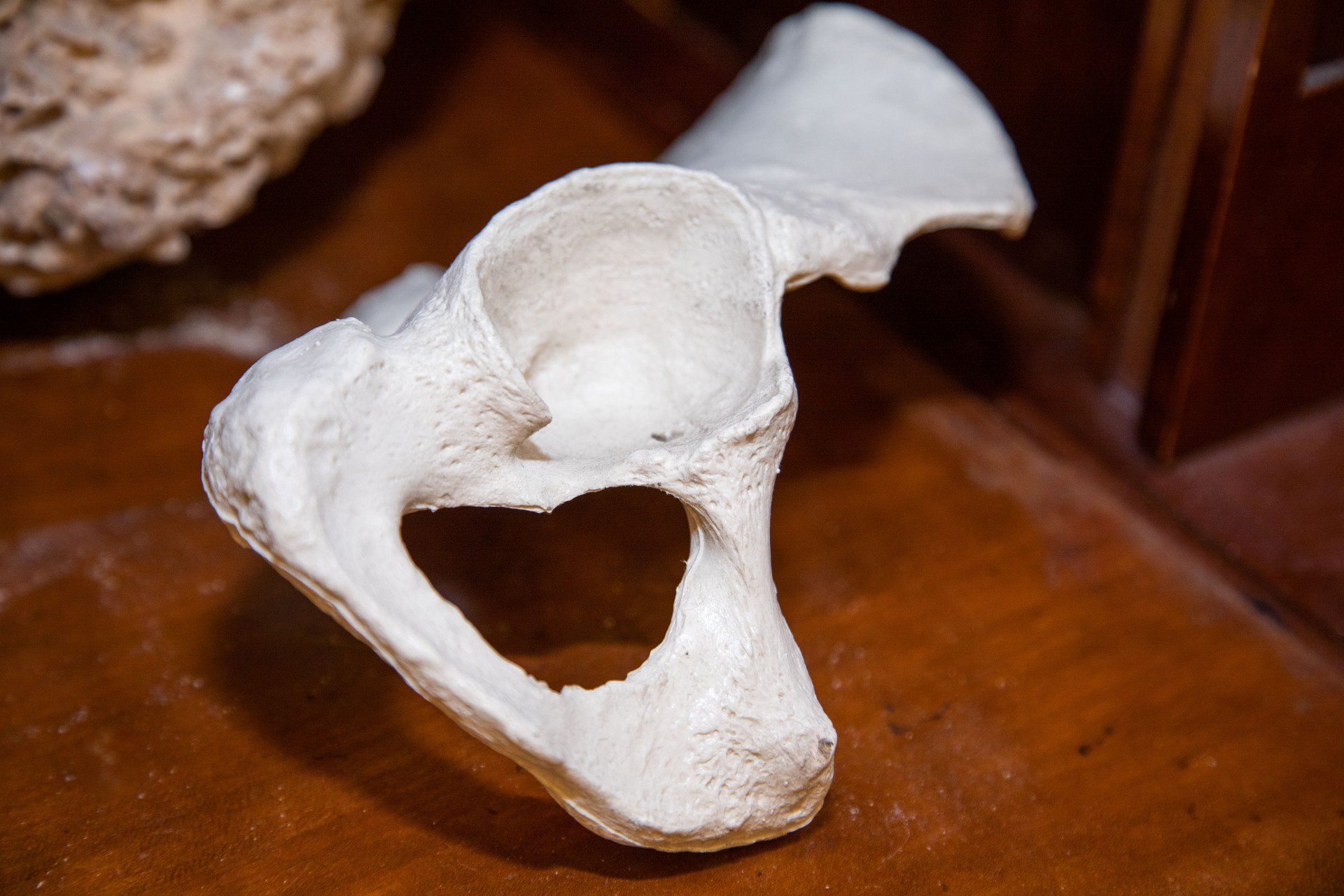 Reproduction d'un os de hanche