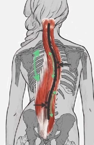 Diagrama de la espalda humana, con los músculos resaltados en rojo. Las flechas muestran el movimiento muscular; el esqueleto es visible.
