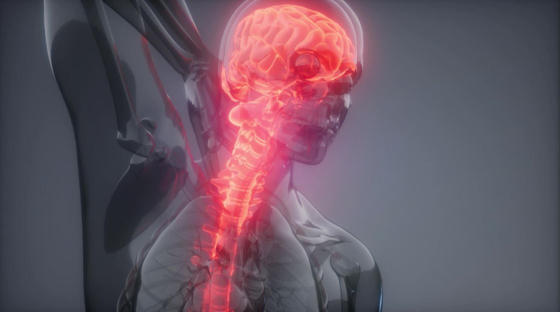 Ilustración médica de una cabeza y cuello humanos, resaltados en rojo, que muestra el cerebro y la médula espinal.