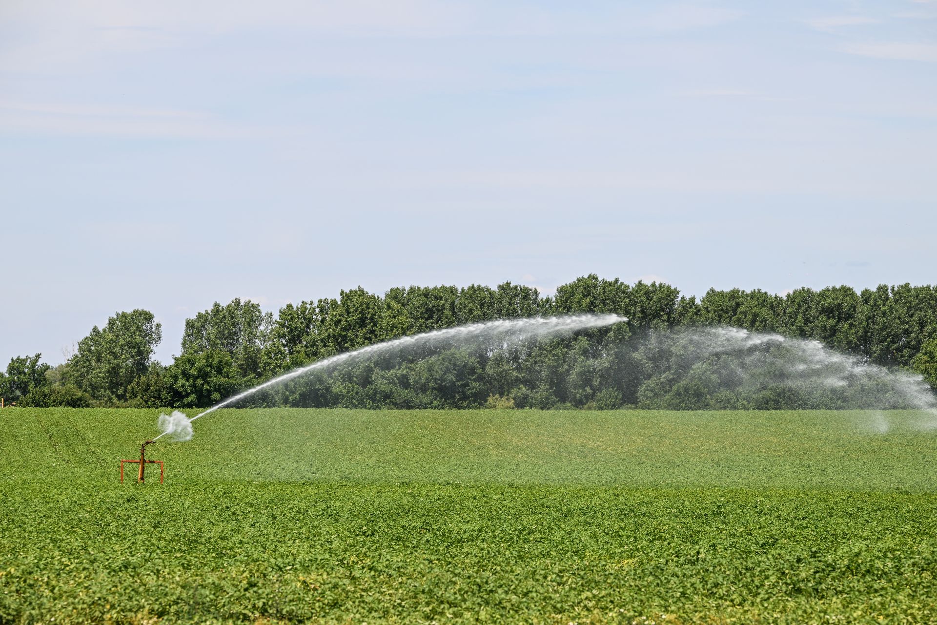 Des arroseurs projettent de l'eau sur un champ vert avec des arbres en arrière-plan.