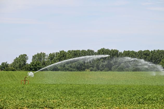 Des arroseurs projettent de l'eau sur un champ cultivé verdoyant sous un ciel dégagé.