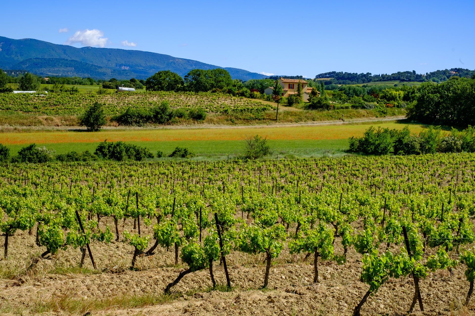 Des rangées de vignes sous un ciel d'un bleu éclatant, avec des collines verdoyantes et des arbres en arrière-plan.