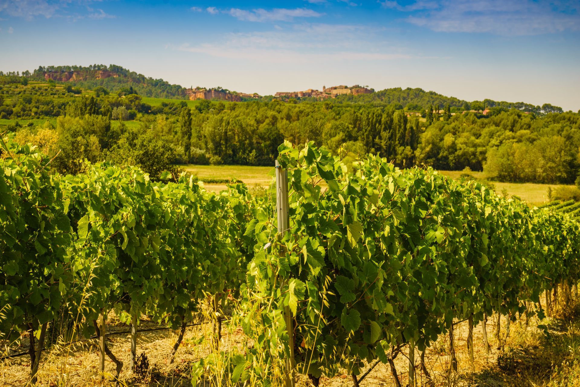 Des rangées de vignes verdoyantes sous un ciel bleu, avec des collines ondulantes en arrière-plan.