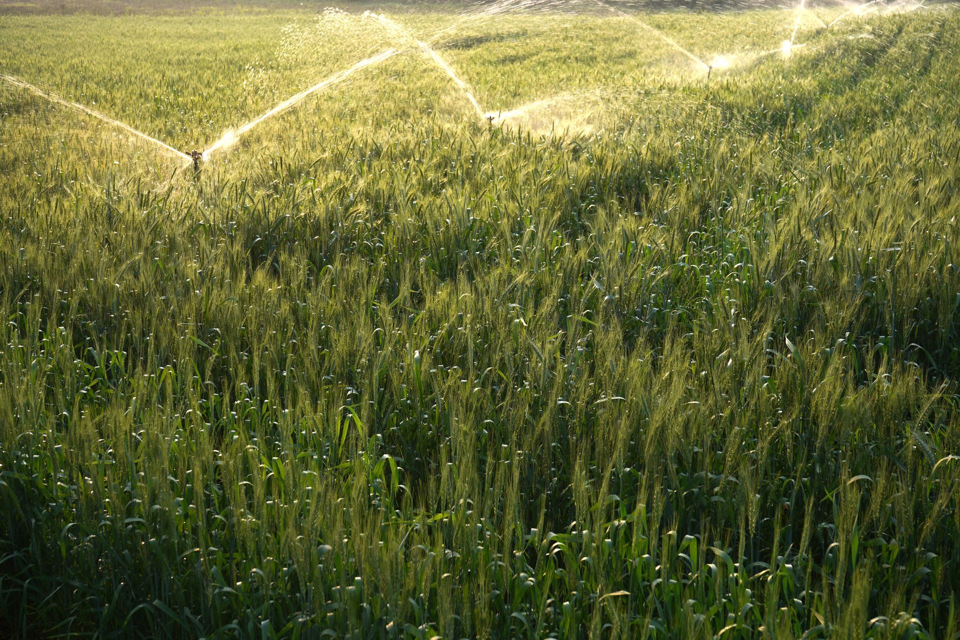 Un système d'irrigation dans un champ.