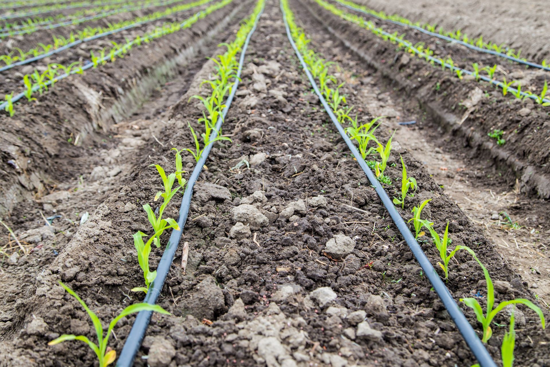 Rangées de jeunes plants verts dans un champ cultivé, avec des lignes d'irrigation goutte à goutte noires
