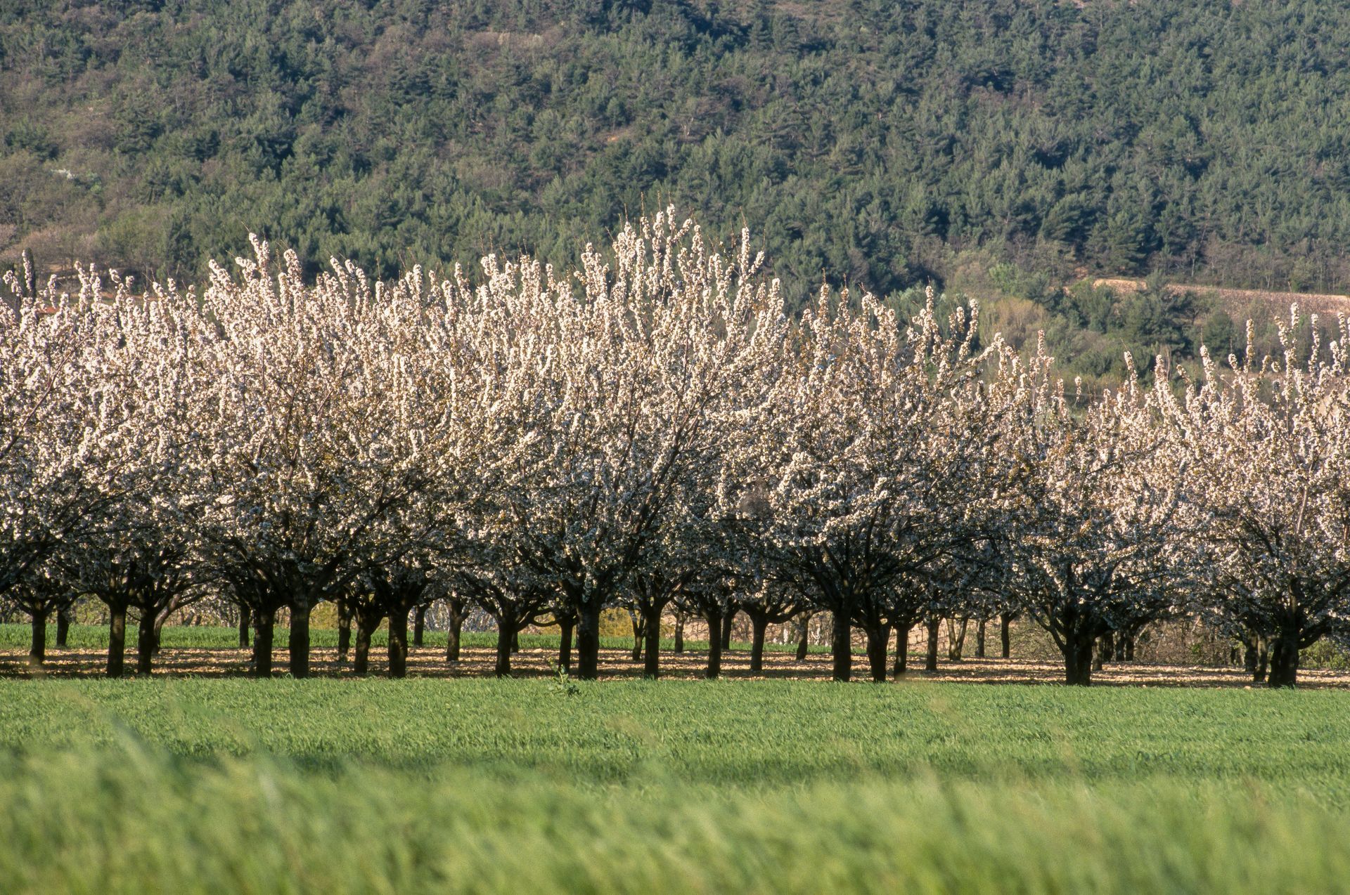 Verger d'arbres blancs en fleurs jouxtant un champ verdoyant avec des collines boisées en arrière-plan.