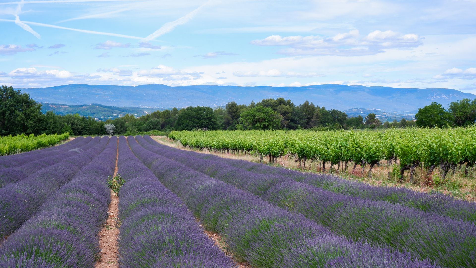 Des rangées de lavande s'étendent à travers un champ bordé de vignes verdoyantes, avec au loin des montagnes bleues sous un ciel lumineux.