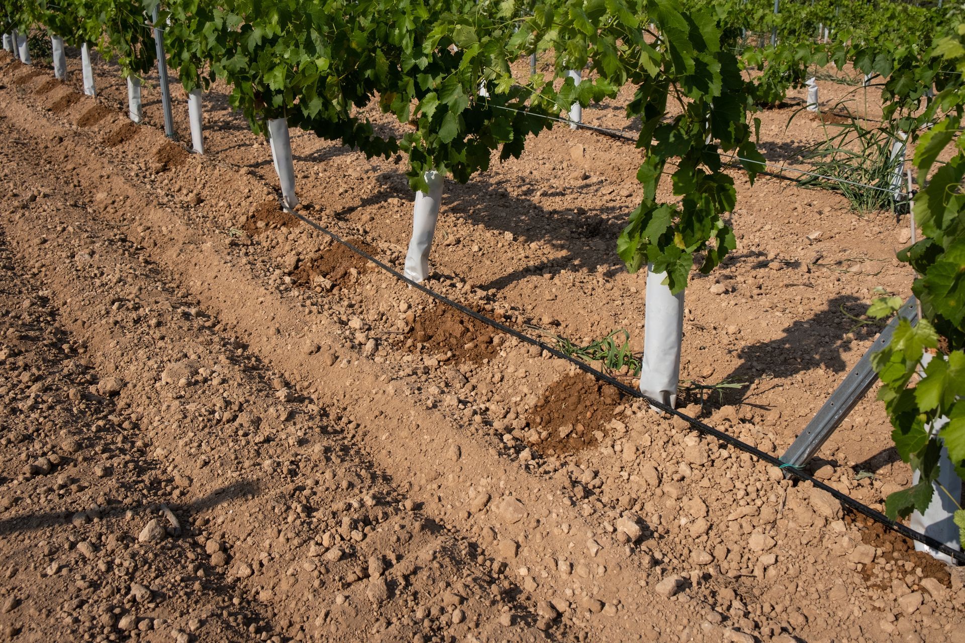 Des rangées de jeunes arbres dans un champ cultivé avec un système d'irrigation au sol.