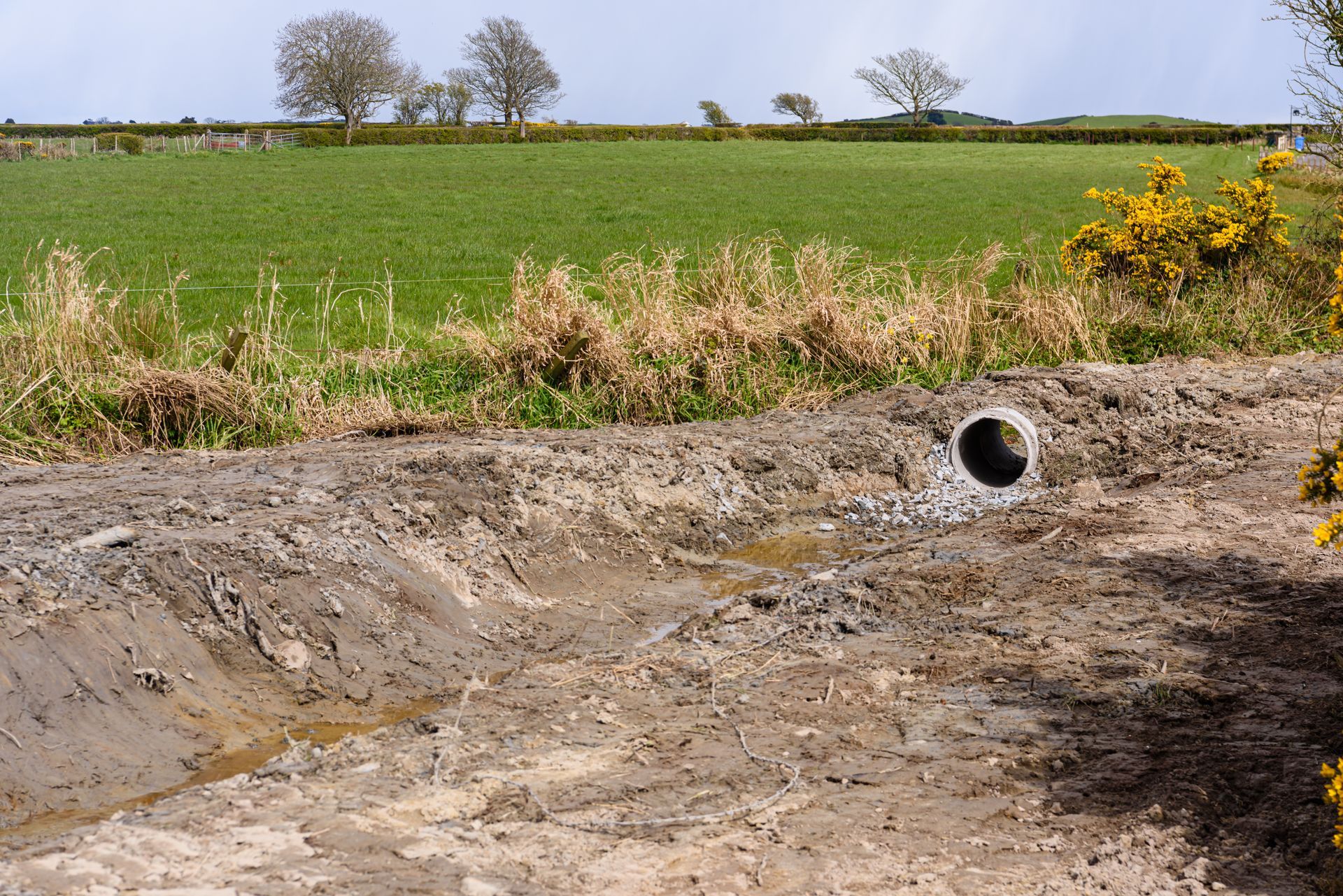Fossé dans un champ rural, avec un tuyau de drainage et des fleurs jaunes sur les bords.