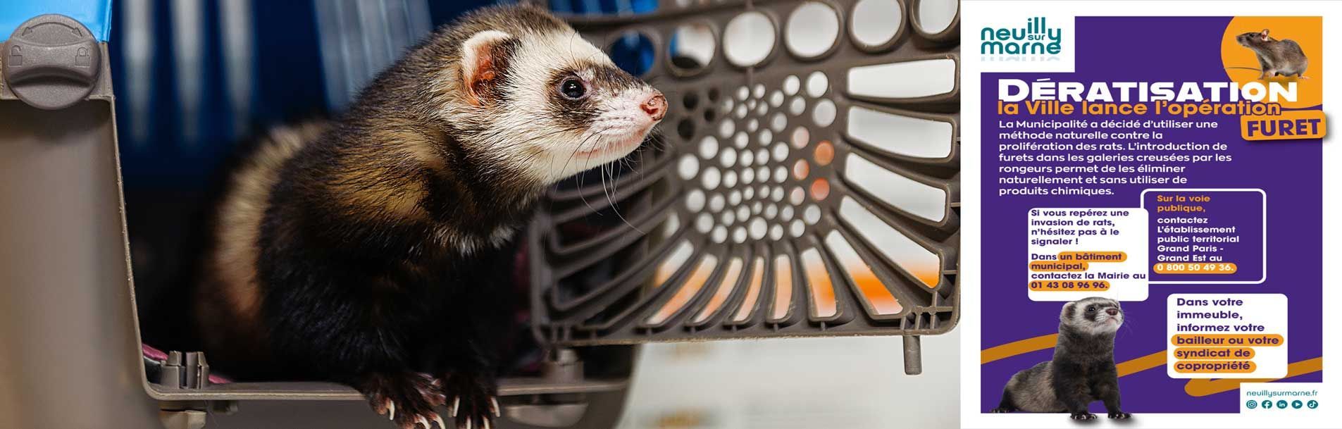 Furet dans une cage de transport
