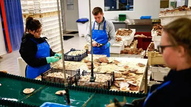 Photo du laboratoire où des employés sont en train de trier des coquilles Saint-Jacques.