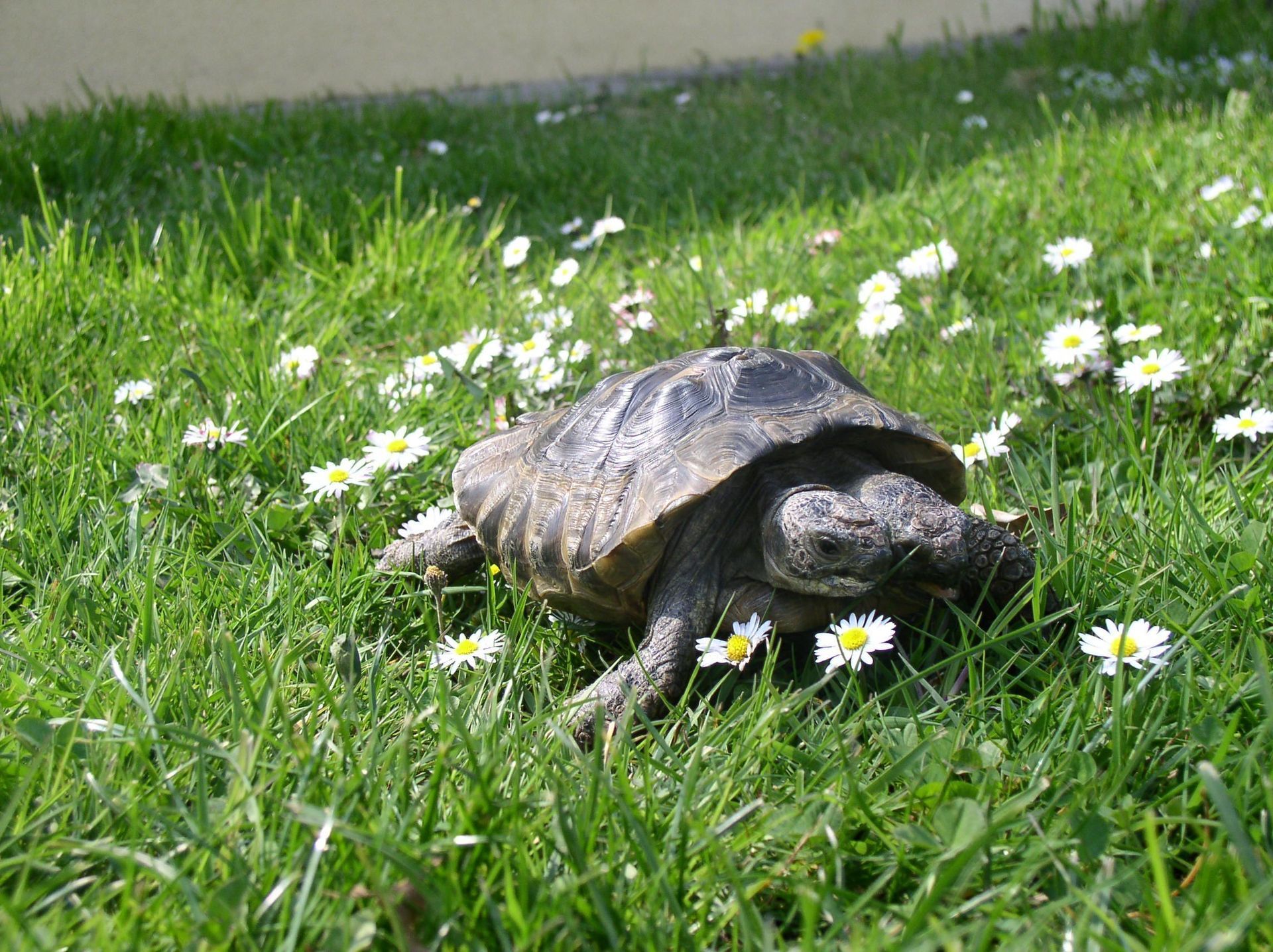 Soins et chirurgie pour animaux de compagnie - Cabinet vétérinaire des Tuileries