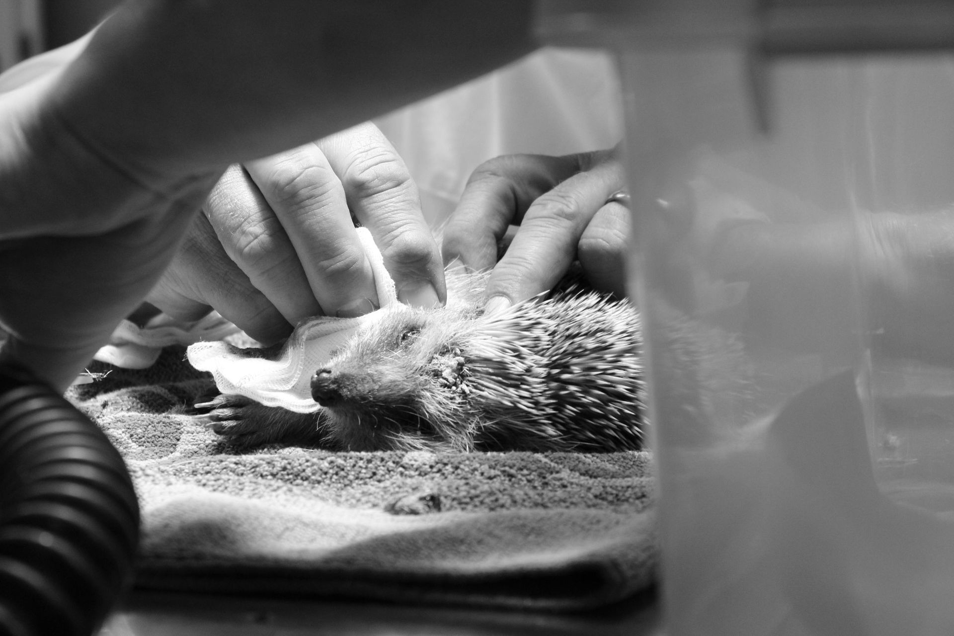 Soins et chirurgie pour animaux de compagnie - Cabinet vétérinaire des Tuileries