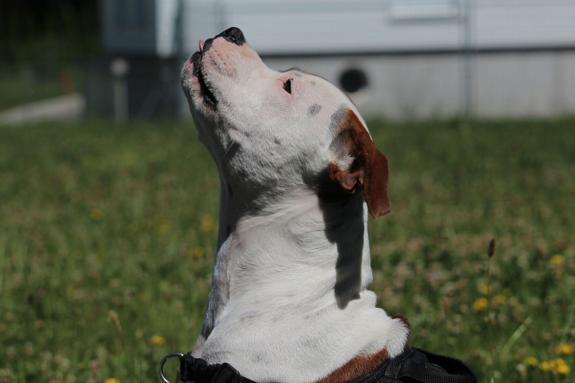 Soins et chirurgie pour animaux de compagnie - Cabinet vétérinaire des Tuileries