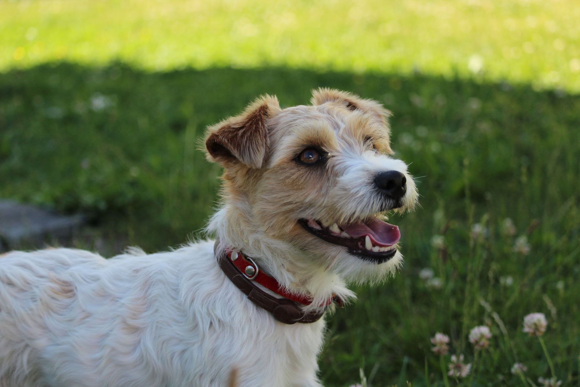 Soins et chirurgie pour animaux de compagnie - Cabinet vétérinaire des Tuileries